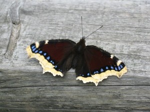Schmetterling.JPG