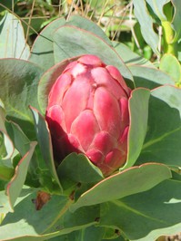 Madeira-Blume 1.JPG