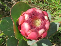 Madeira-Blume 2.JPG
