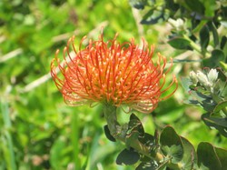 Madeira-Blume 3.JPG