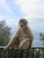 Affe auf Gibraltar.JPG