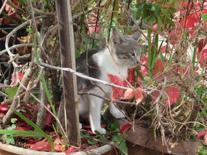 Katze im Blumentopf.JPG