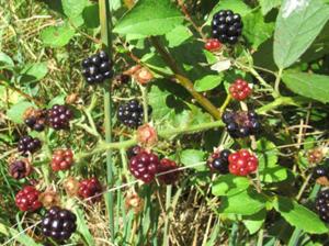 Brombeeren 2024.JPG