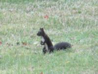 Eichhörnchen im Rathenaupark.JPG