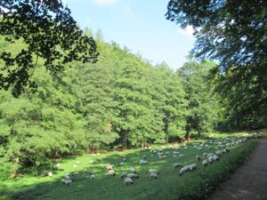 Schafherde im Altensteiner Park.JPG