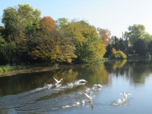 Abfliegende Schwäne im Wörlitzer Park.JPG