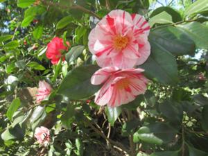 1 Kamelienblüte Botanischer Garten Köln.JPG