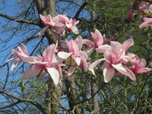 1 Magnolie Botanischer Garten Köln.JPG