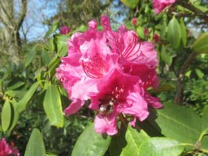 1 Rhododendron Botanischer Garten Köln.JPG