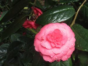 2 Kamelienblüte Botanischer Garten Köln.JPG