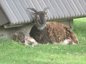 3 Tierpark Lindenthal Köln.jpg