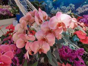 6 Keukenhof 2025.jpg