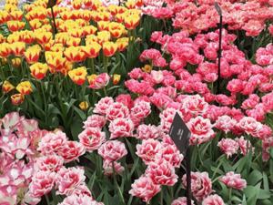7 Keukenhof 2025.jpg