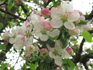 Apfelblüte Trusetal.JPG