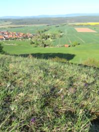 Hümpfershausen Segelberg mit Kuhschellen.jPG