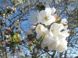 Kirschblüte April 2025.JPG
