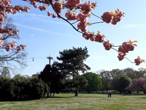 Rheinpark Köln.jpg