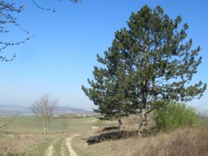 Schmücke April 2025.JPG