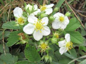 Walderdbeeren April 2025.JPG