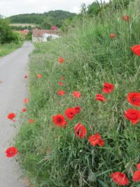 Mohnblüten Burgwenden Mai 2025.JPG
