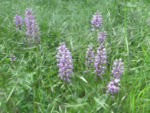 Orchideen 1 Tote Täler Mai 2025.JPG