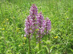 Orchideen 2 Tote Täler Mai 2025.JPG