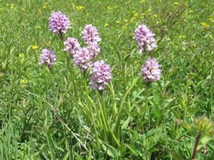 Orchideen 3 Tote Täler Mai 2025.JPG