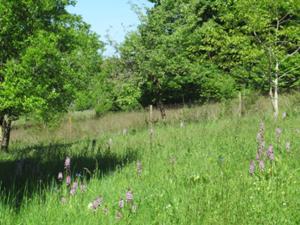 Orchideen Finnberg Mai 2025.JPG
