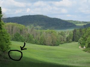 Reh hinterm Finnberg Mai 2025.jpg