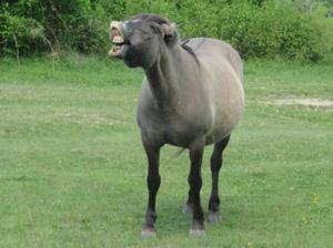 Schnupperndes Konik Rödel.JPG