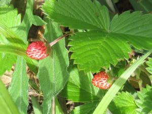 Walderdbeeren Finnberg Mai 2025.JPG