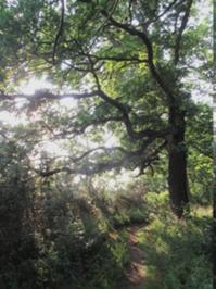 Hirschkäferwald bei Oberheldrungen.JPG
