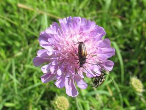 Scabiose Finnberg Juni 2025.JPG