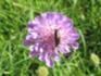 Scabiose Finnberg Juni 2025.JPG