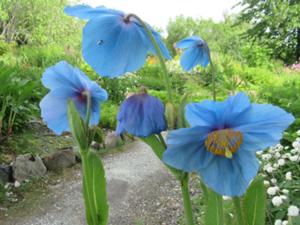 2 Botanischer Garten Tromso.JPG