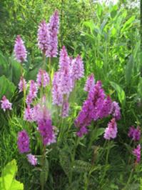 3 Botanischer Garten Tromso.JPG