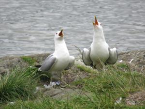4 Prestvannet Tromso.JPG