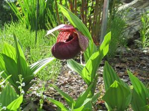 6 Botanischer Garten Tromso.JPG