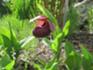 6 Botanischer Garten Tromso.JPG