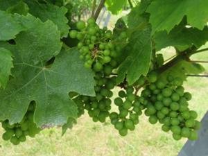 Weinwanderweg Bad Sulza 6.JPG