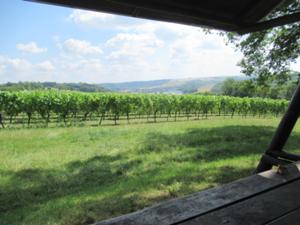 Weinwanderweg Bad Sulza 7.JPG