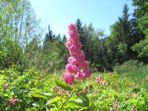 Aboretum Krtiny 4.JPG