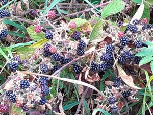 Brombeeren.jpg