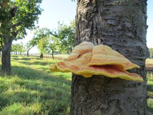 Pilze am Kirschbaum.JPG