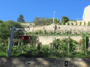Weinwanderung Freyburg 5.JPG