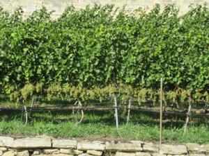 Weinwanderung Freyburg 6.JPG