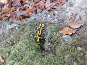 Feuersalamander Froschfelsen.jpg