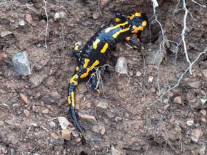 Feuersalamander Ilsestein.jpg