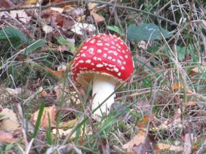 Ilsenburg Fliegenpilz.JPG