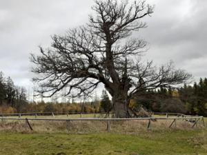 LöwenzahnEntdeckerpfad 3.jpg